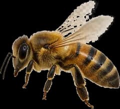 Honeybee